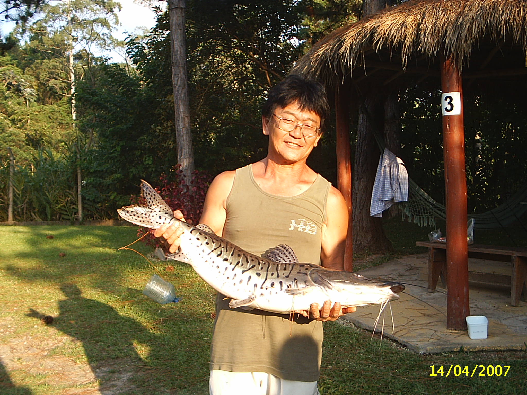 Cachara enorme pescado no Lago 2